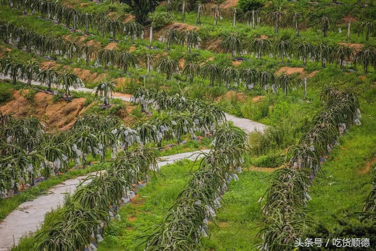 高明可以摘水果的农庄,高明60亩农庄