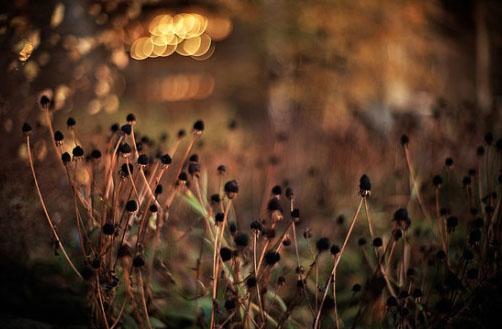香港明星都不吃饭吗,娱乐圈里的香港明星