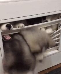 虽然她不是一个好新娘，但绝对是一个好队友！