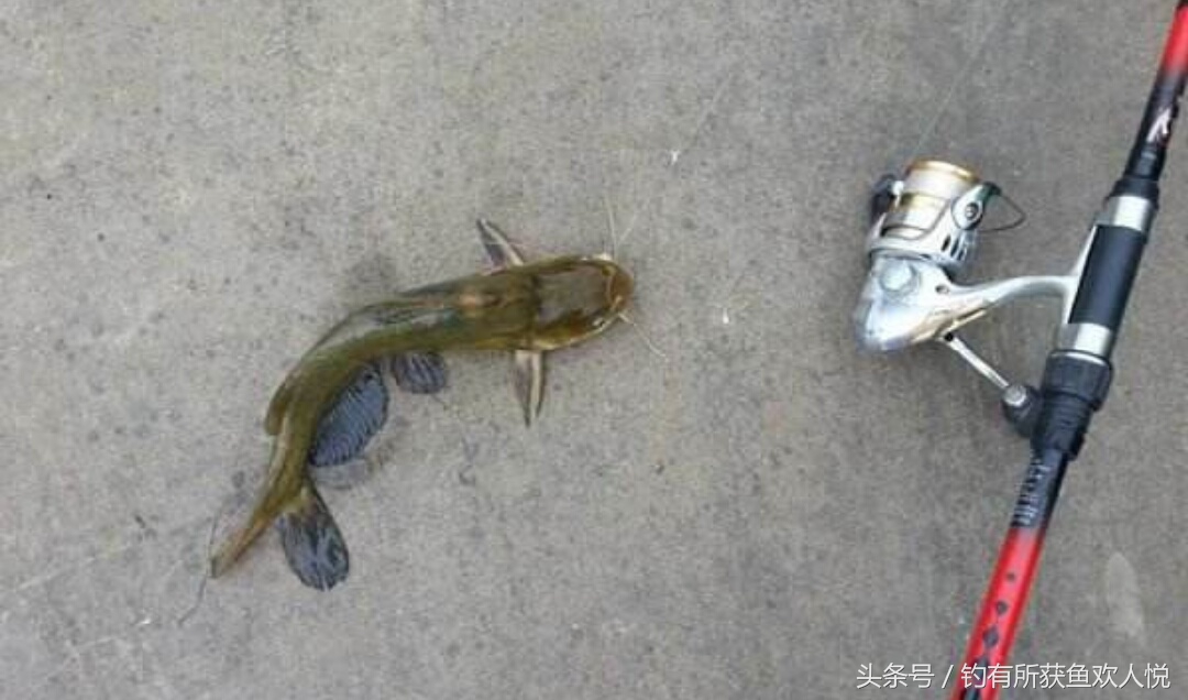 夏季钓昂刺鱼打窝,夏天钓昂刺用什么饵料