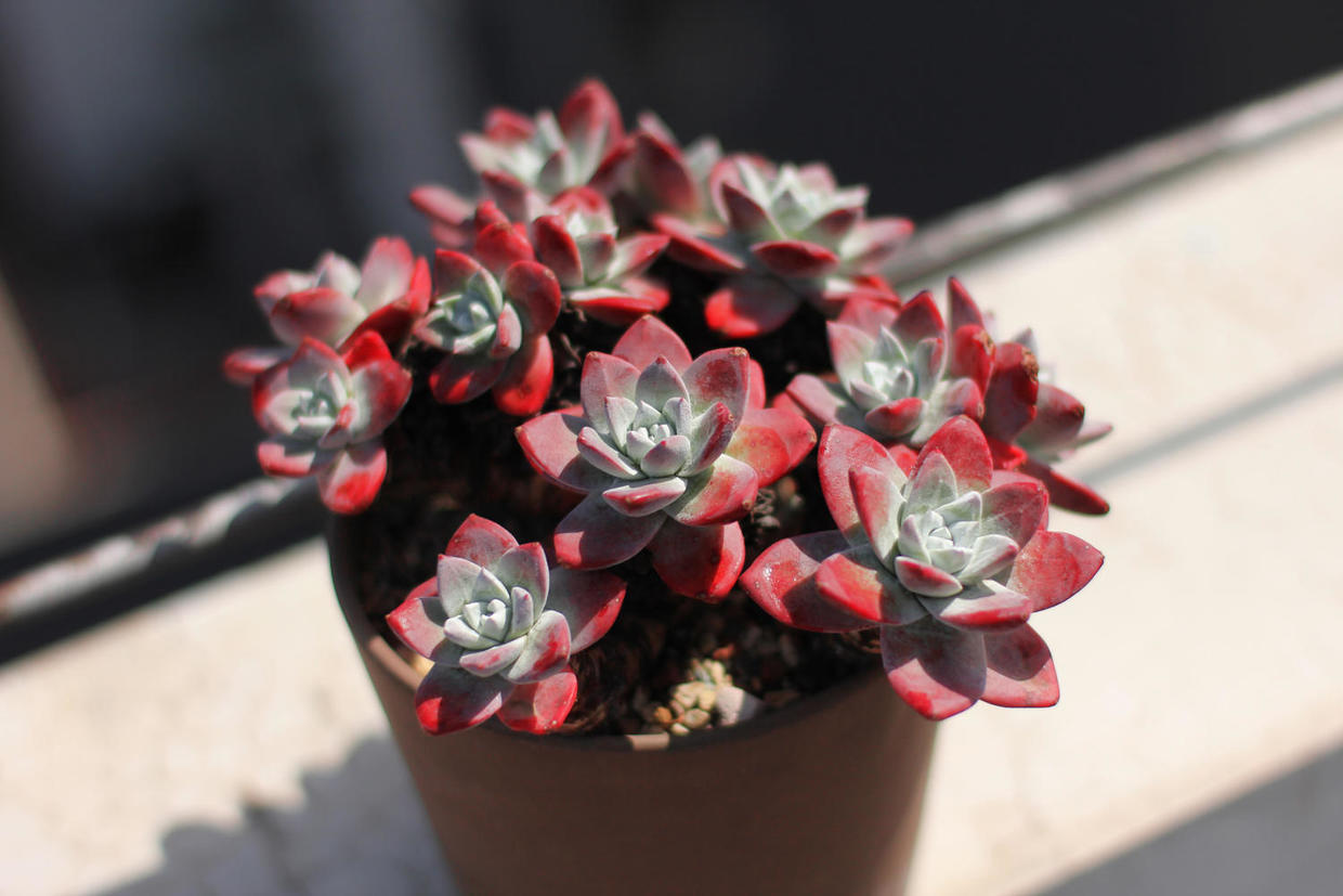 多肉有没有除甲醛的效果,吸附甲醛的多肉