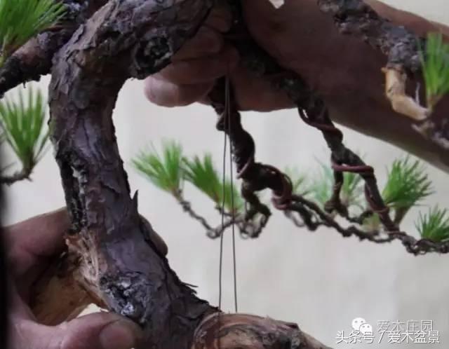 爱木盆景｜文人树《神仙》改作实录，小林国雄亲自示范松树盆景整型，艺术无国界，好的我们需要学习