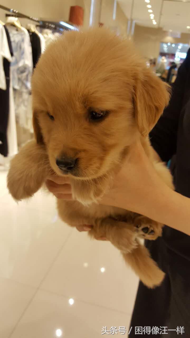 房间里狗味道太重怎么去除,狗身上有狗味怎么去除