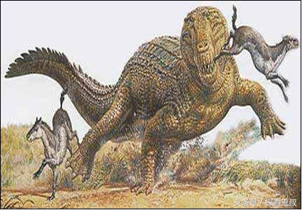 咬合力最强的动物鳄鱼,鳄鱼系列上咬合力最强的动物