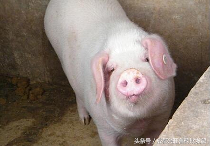 判断母猪发情，照这方法，准错不了