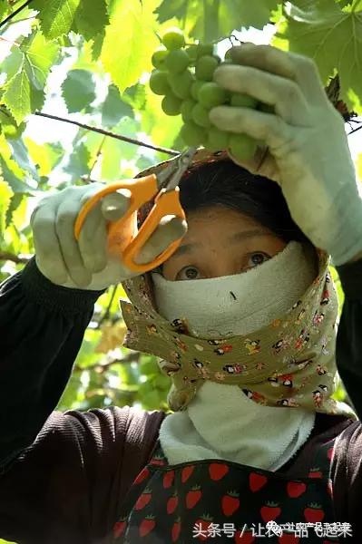 有种葡萄园，卖的不是产品，而是特色