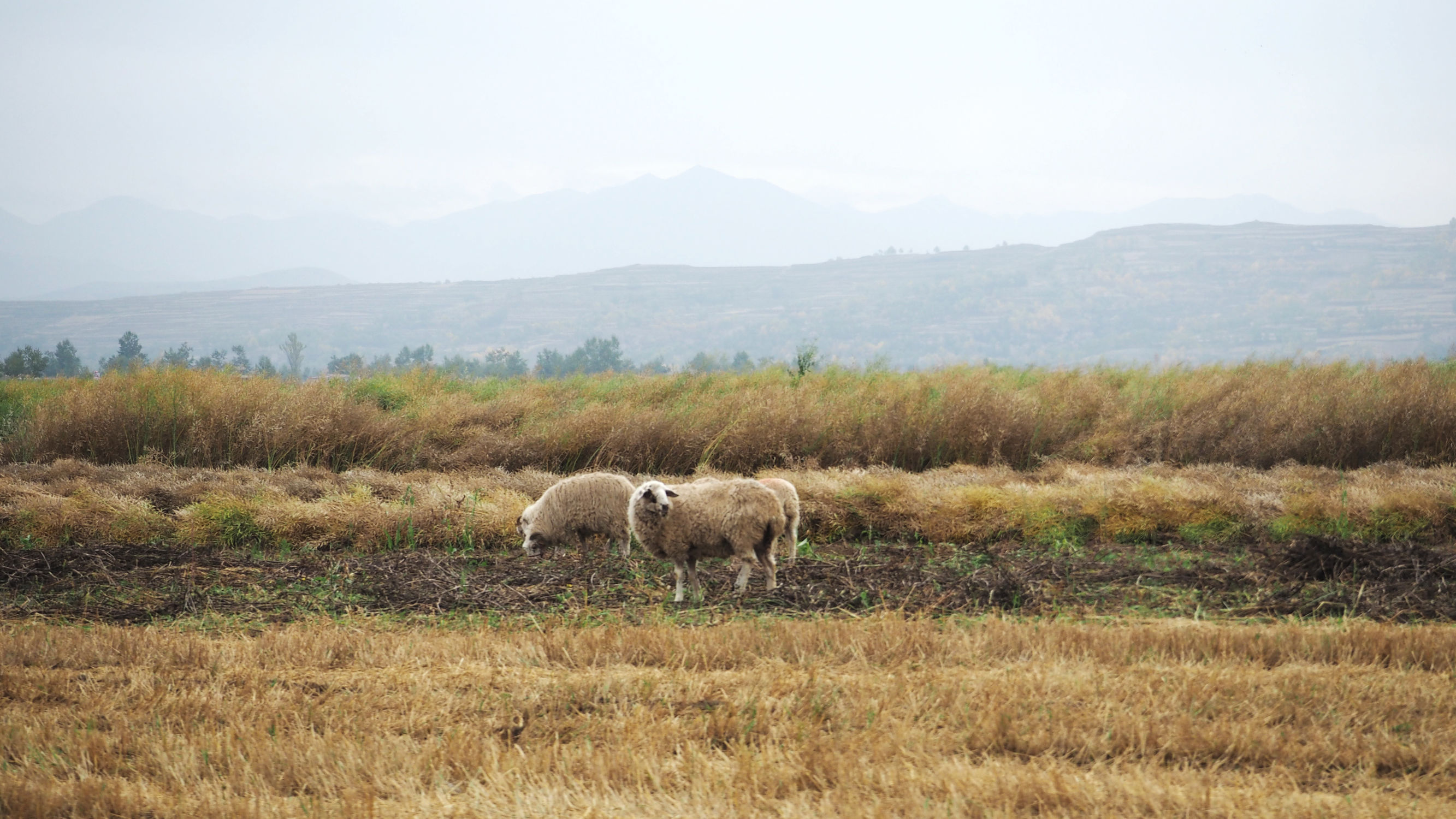 青海游记探秘神秘的青藏高原之旅,青藏高原旅行大全