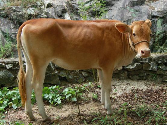 属牛1985年出生是什么命,属牛1985年出生婚姻