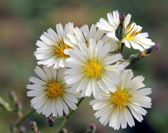三种蔬菜根治高血压,降高血压的植物性食物