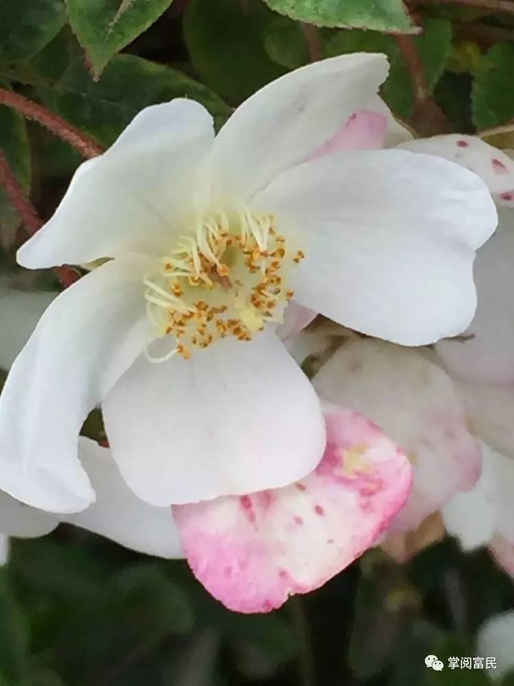 花开花落手机摄影,开到荼蘼花事了在线阅读
