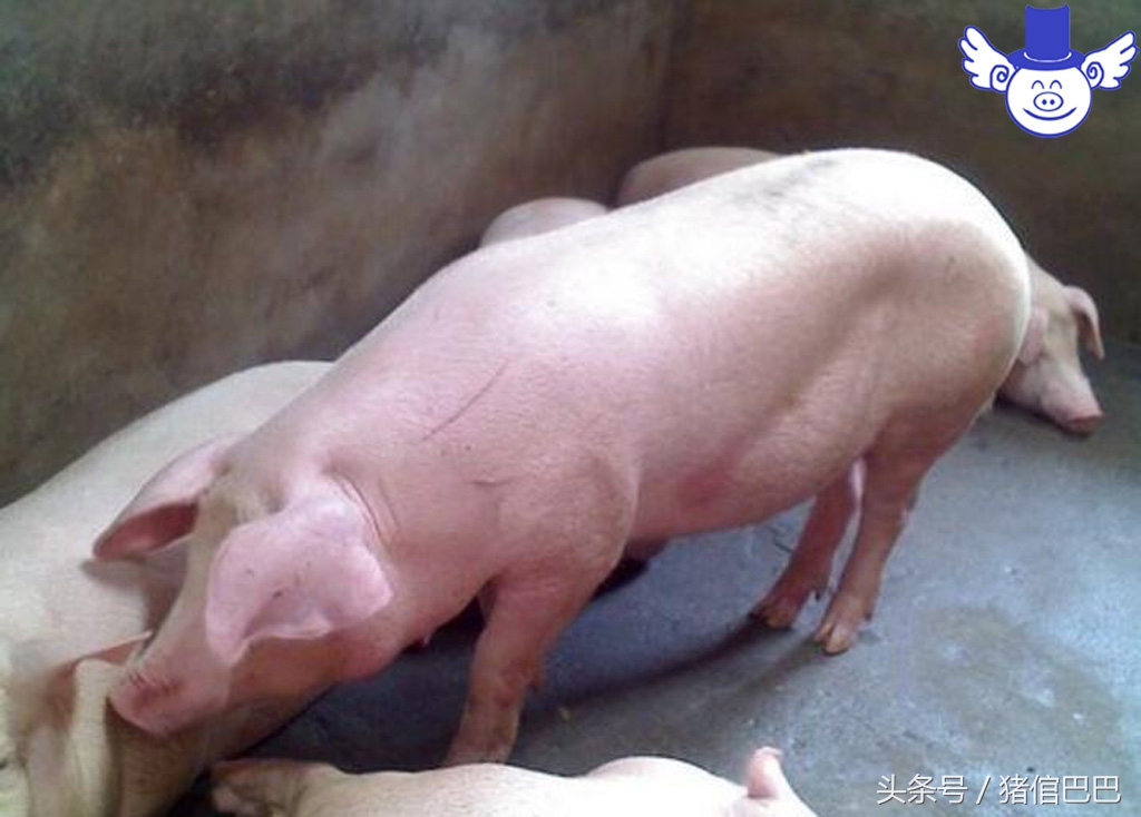 猪饲料中毒猪会有什么反应,猪饲料中毒用什么药