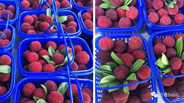 正宗杨梅酒的泡制方法,怎样酿制杨梅酒窍门