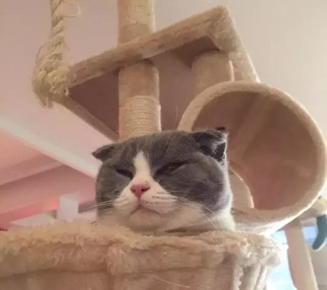 萌出血!九江这几家的撸猫店喊你来撸猫啦!美食与猫兼得!