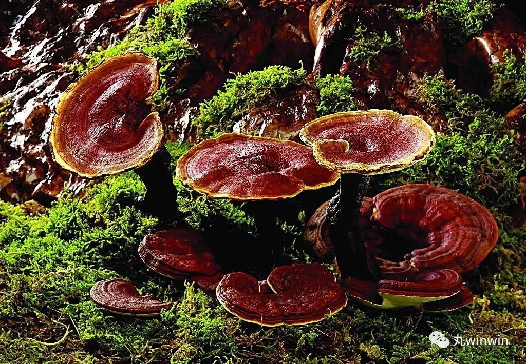 灵芝是抗癌之王,世上没有治百病的药