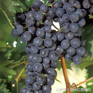 意大利葡萄酒品酒笔记-宝丽·费拉红葡萄酒