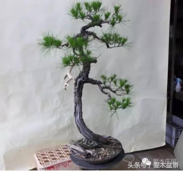 爱木盆景｜文人树《神仙》改作实录，小林国雄亲自示范松树盆景整型，艺术无国界，好的我们需要学习