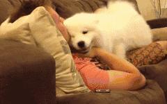 萨摩耶跟二哈哪个好养,二哈和萨摩耶哪个好养