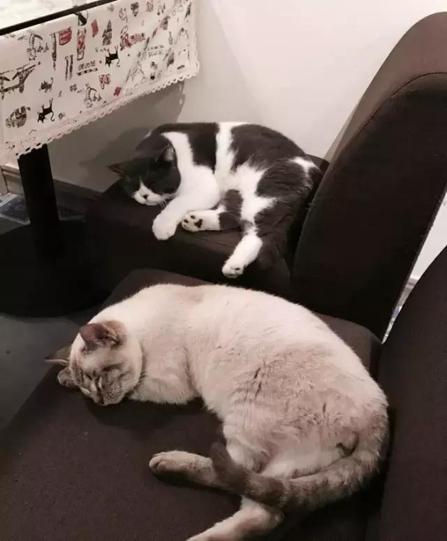 萌出血!九江这几家的撸猫店喊你来撸猫啦!美食与猫兼得!