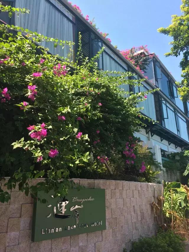 七星岩夏天的荷花图片,七星岩景区有荷花吗