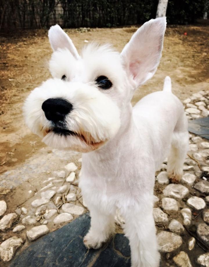 配种技术及注意事项,拉布拉多配种技术及注意事项