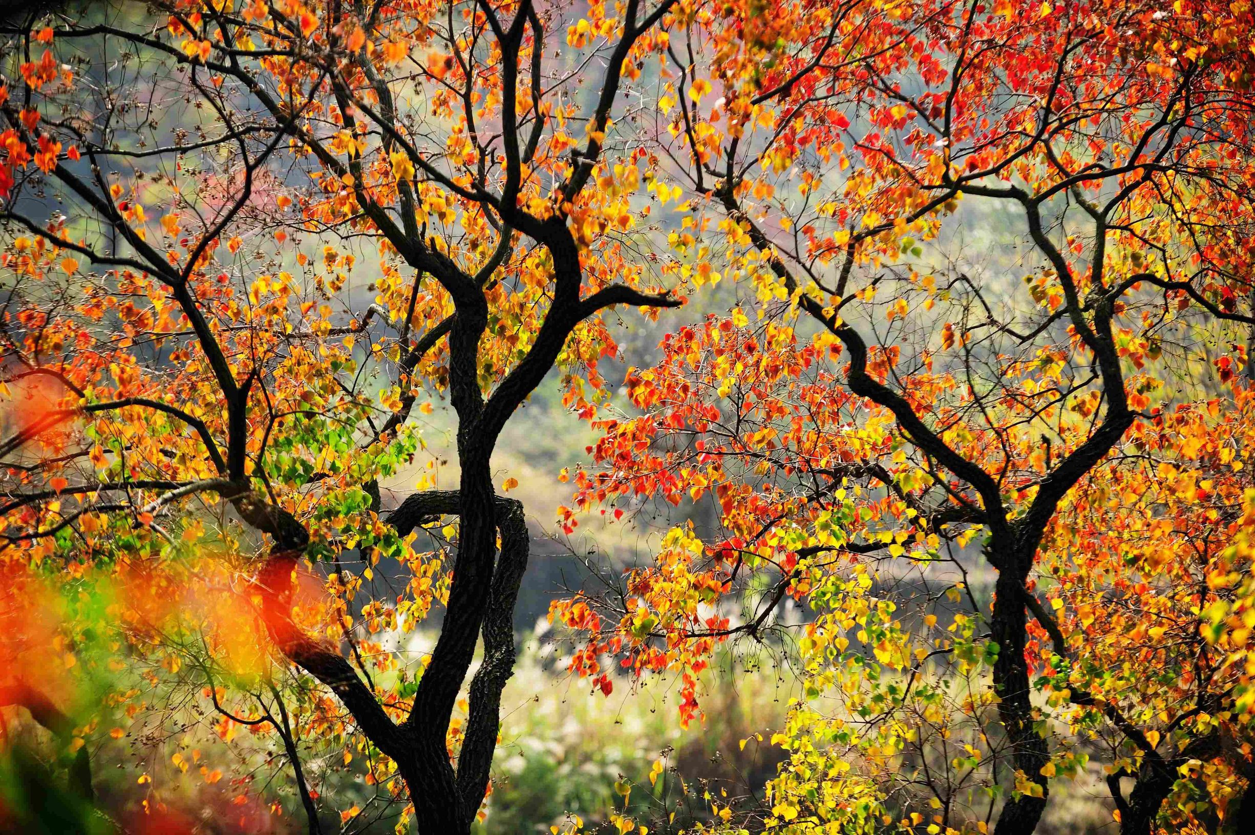 乌桕咋染色,植物染diy