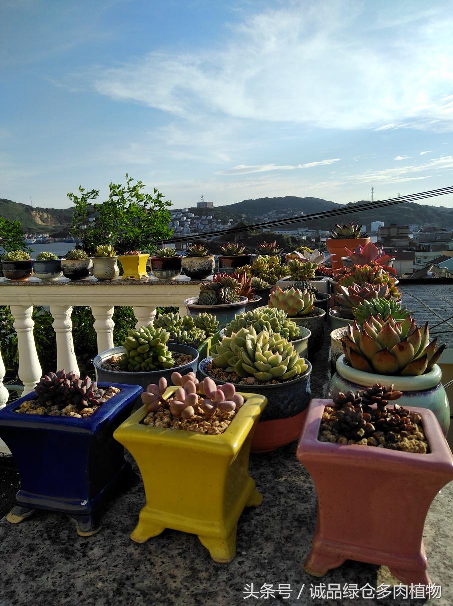 历害了,难道是假包邮区?还在露养呢