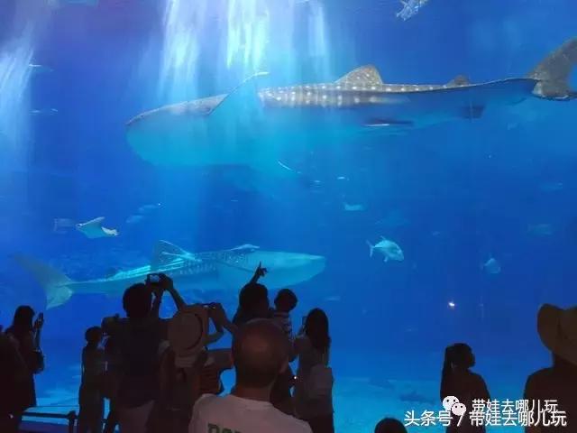 冲绳亲子游最强攻略,冲绳带娃旅游攻略