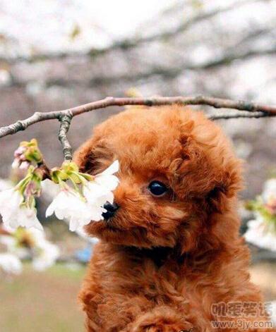 结婚找的男生还有个弟弟,相亲男对象还有一个弟弟