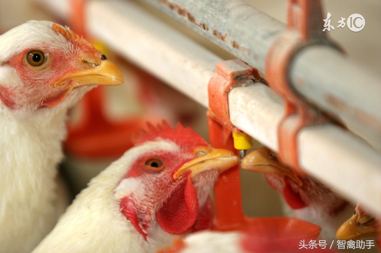 鸡采食量下降或不吃食用什么药,鸡采食量不好站不起来