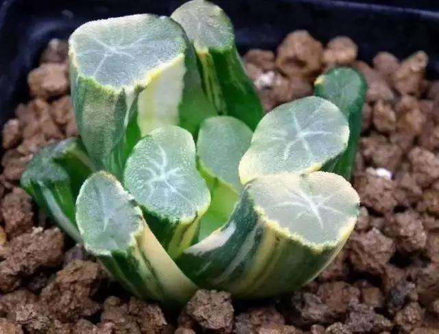 十二卷多肉植物怎么养,十二卷多肉如何养根