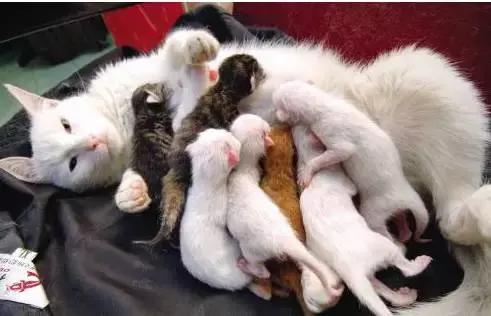 猫咪产后护理,猫咪怀孕生产及产后护理图片