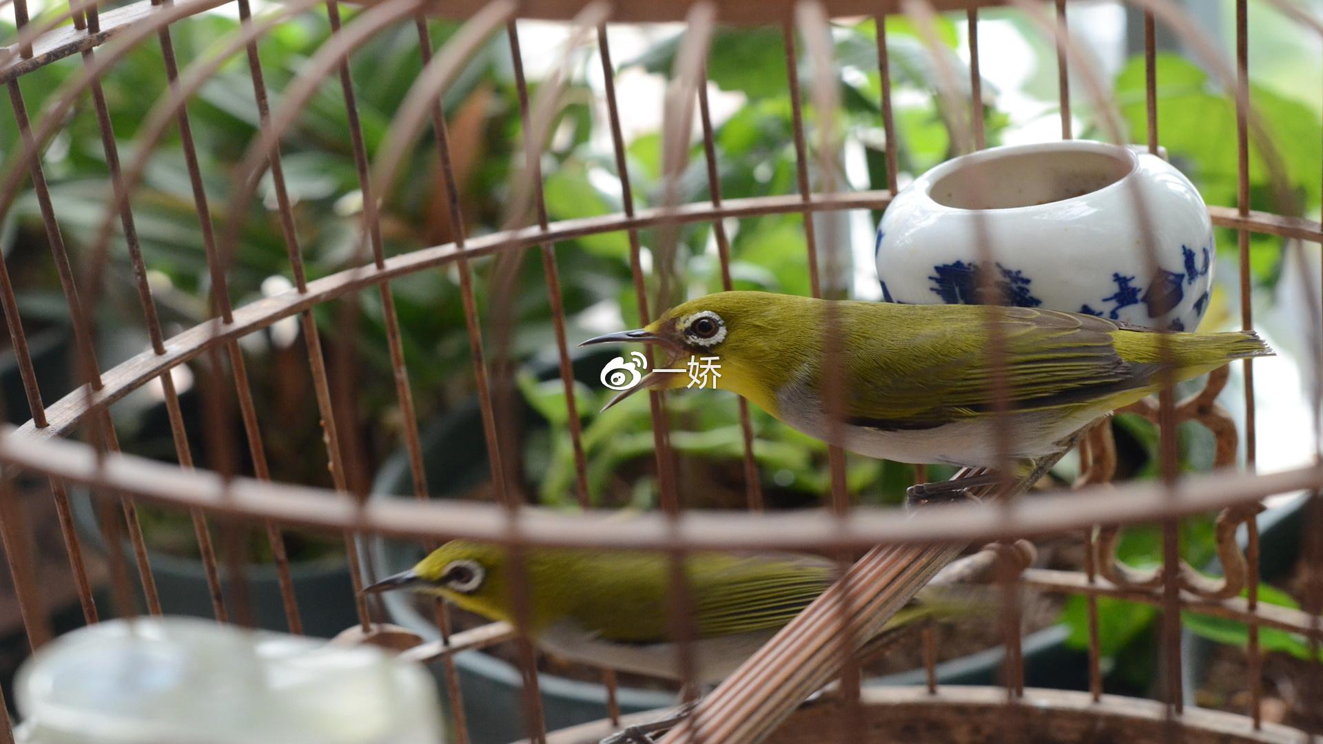 野外捡来的雏鸟拿什么给它吃,野外捡来的小鸟怎么给他喂食