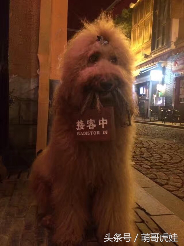 巨型贵宾站起来走路像个小公主,巨型贵宾走路视频