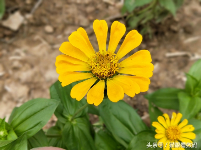 oppor11详细评测,oppor11评测处理器