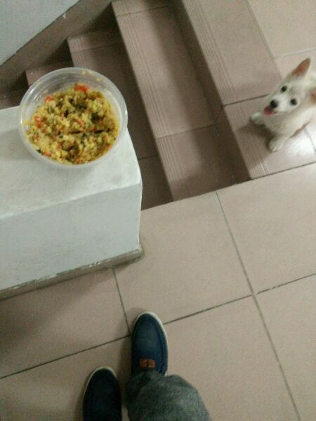 给博美犬怎样自制没有泪痕的狗粮,小博美幼犬自制狗粮