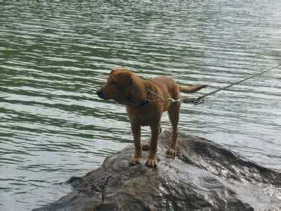 拉布拉多犬，你懂它吗？