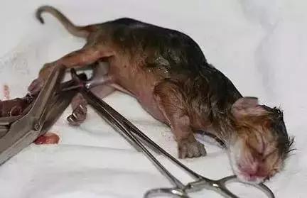 猫咪产后护理,猫咪怀孕生产及产后护理图片