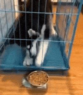 舌头太短是因为肾脏不好吗,舌头太短想变长