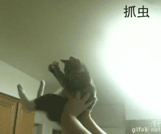 猫奴必备7个养猫绝技,猫奴必备的7个养猫技巧