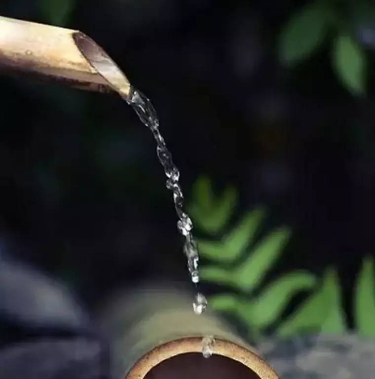 惊鹿｜竹·禅惊鹿