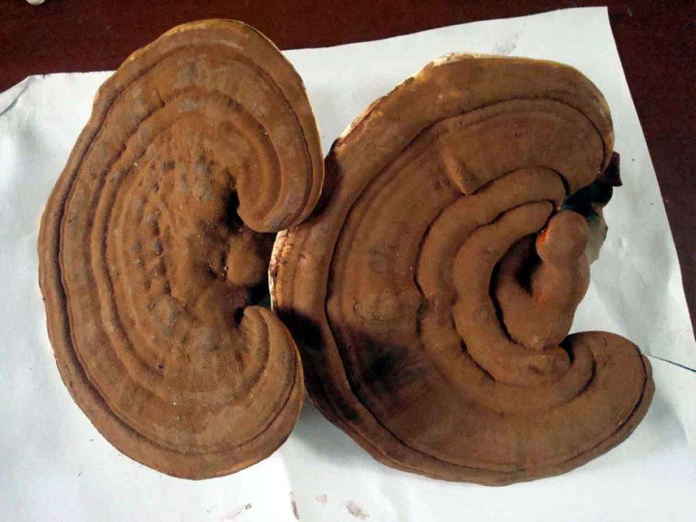 灵芝是抗癌之王,世上没有治百病的药