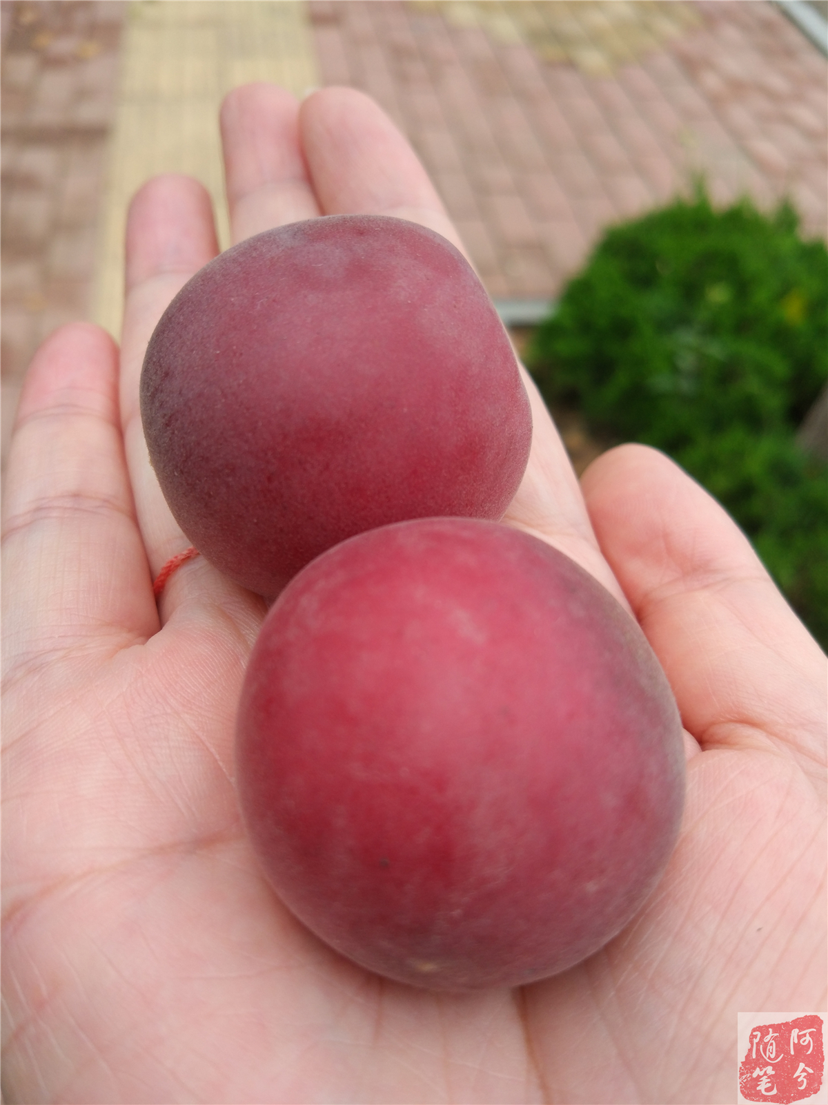 路边长的野生红果果能吃吗,农村老爷爷采摘花生