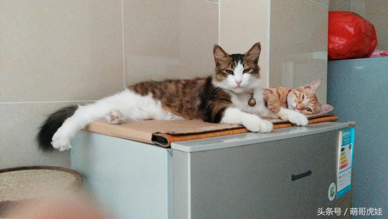 谁说天上不能掉馅饼，坐在家里也能被空降的喵星人砸中，命中注定就是铲屎官