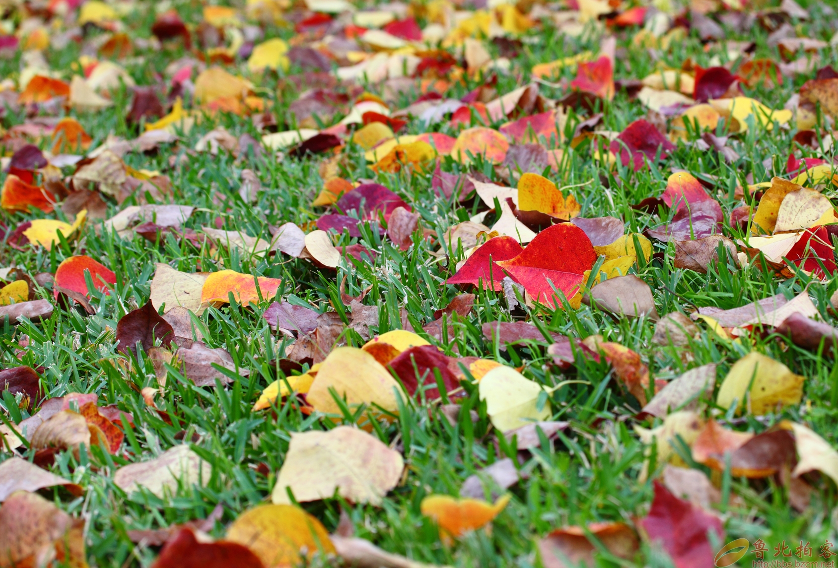乌桕咋染色,植物染diy