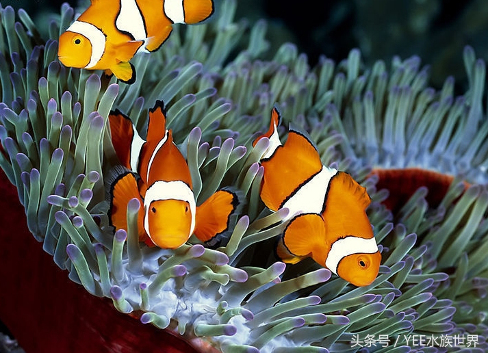 养好的鱼天天死怎么办,为什么家里的鱼养不活