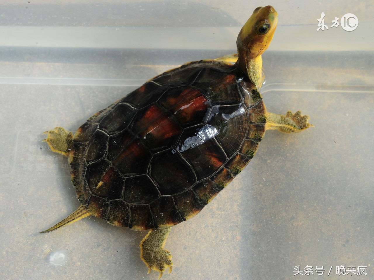 民间故事：空姐空少高大尚吧？可是他们养的宠物却让人无语，是什么呢？