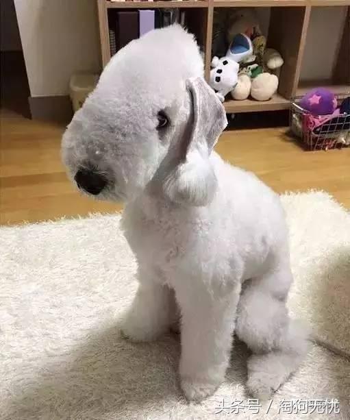 所有的狗狗都有尴尬期吗,科普狗狗知识