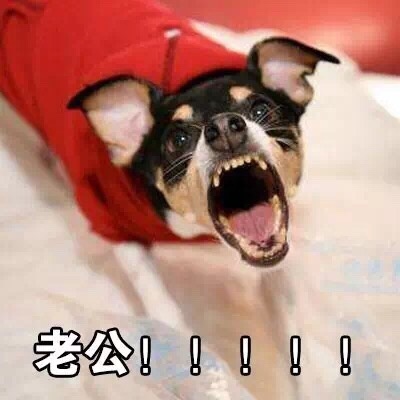 表情包：喊老公专用表情包，微信QQ聊天专用，给女生的福利哦