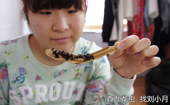 九龙虫怎么养和吃法,养九龙虫怎么处理幼虫