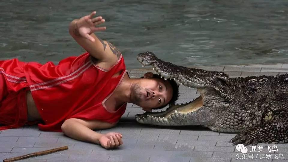 鳄鱼养殖科普,泰国养殖鳄鱼视频大全